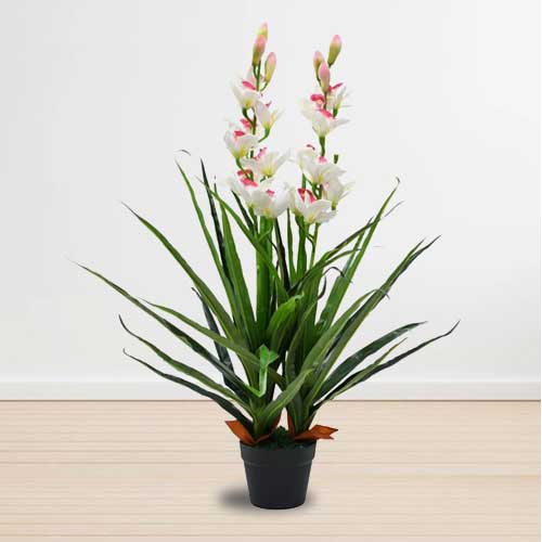 Graceful White Cymbidium Orchid Plant-Garden Plants Delivered As Gifts
