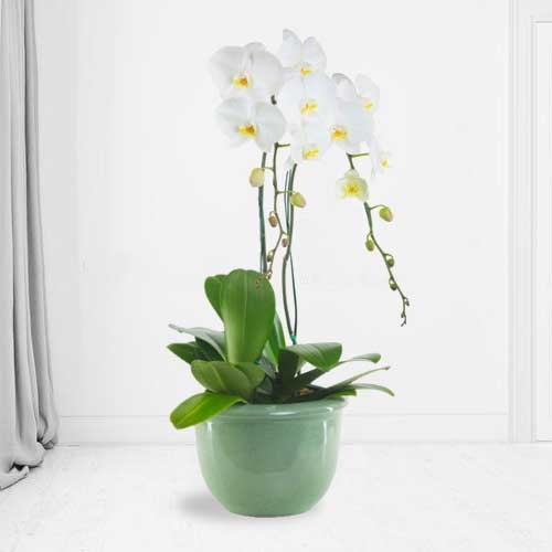 Graceful White Orchid Plant-Mother's Day Delivery Plants