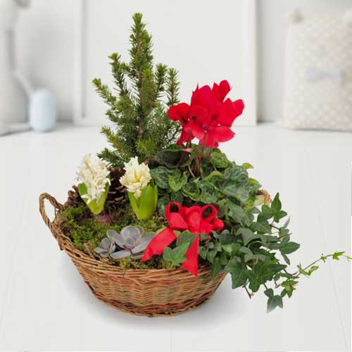 Green N Blooming Plants In A Basket-Common House Plants Sent To Funerals
