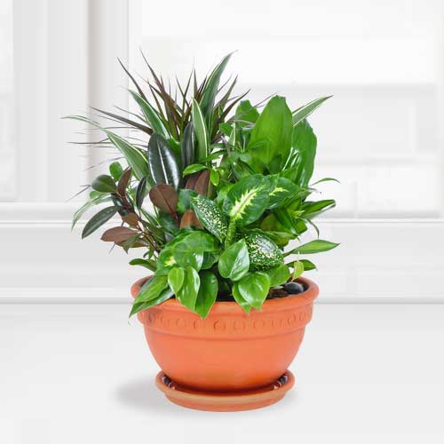 Green Plants-Indoor Plants To Send As Gifts