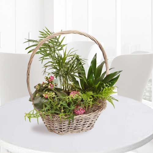 Green Plants Basket-Mail A Plant To A Friend