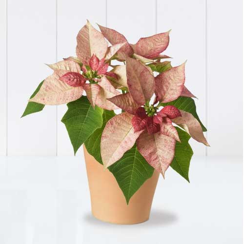 Heavenly Pink Poinsettia-Send Pink Poinsettia To Italy