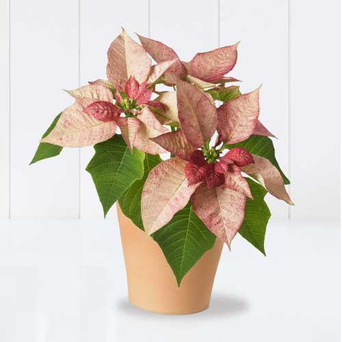 Heavenly Pink Poinsettia