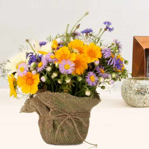 Mixed Daisies Plants-Send Daisies Plants To Italy