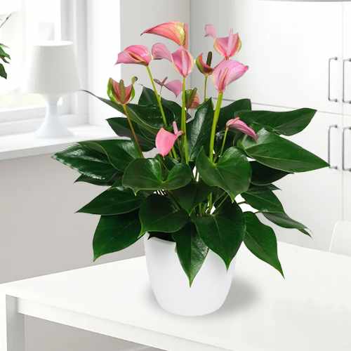 Pleasing Pink Anthurium Plant-Birthday Plant Delivery