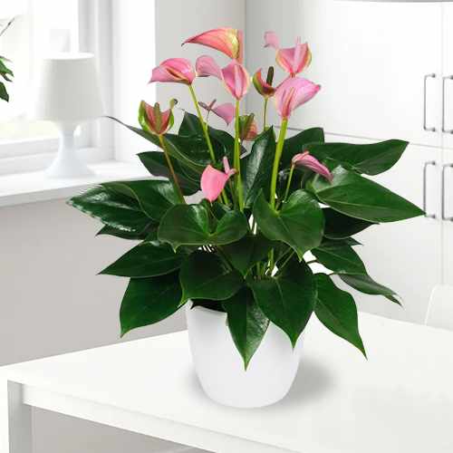 Pleasing Pink Anthurium Plant