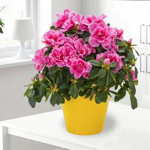 Pretty Azalea-Send A Housewarming Plant