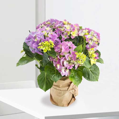 Pretty Purple Hydrangea Plant-Hydrangea Plant Gift Delivery
