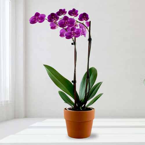 Stunning Dark Purple Orchid Plant