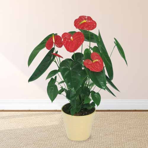 - Gift A Plant Delivery