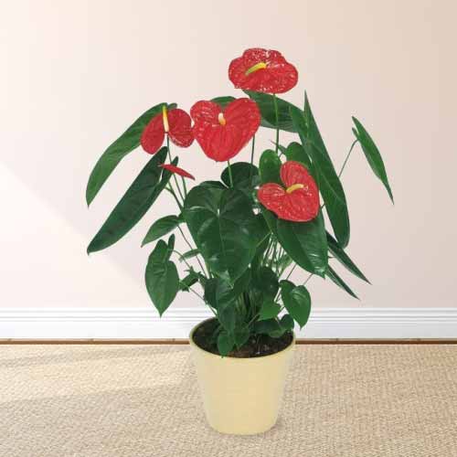 Red Anthurium Plant