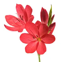 Red Flowers