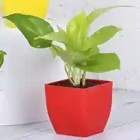 Indoor Plants