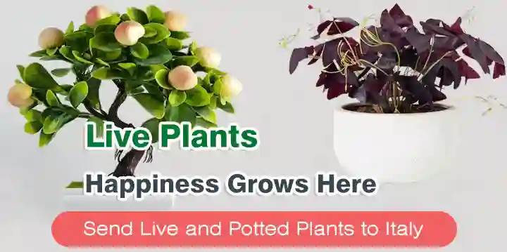 Send Live Plants to Italy