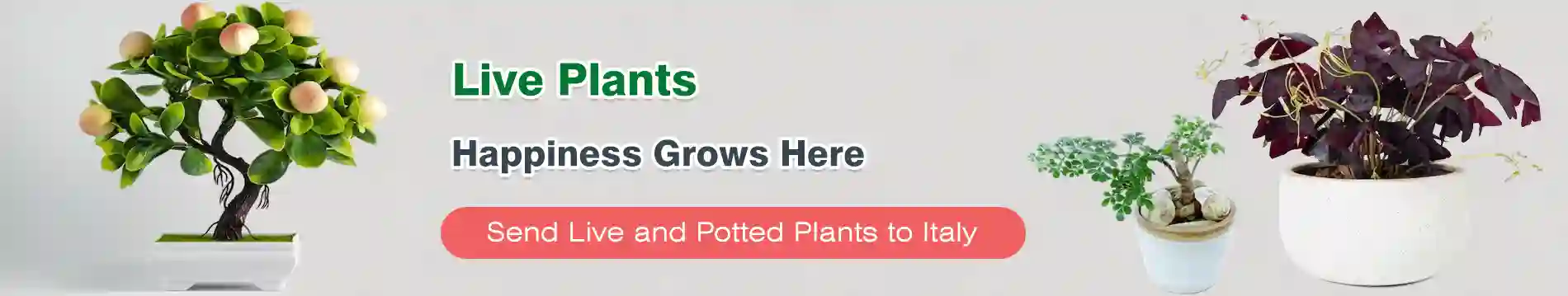 Send Live Plants to Italy